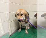 Small Australian Shepherd Mix