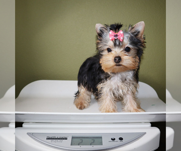 Medium Photo #5 Yorkshire Terrier Puppy For Sale in LOS ANGELES, CA, USA