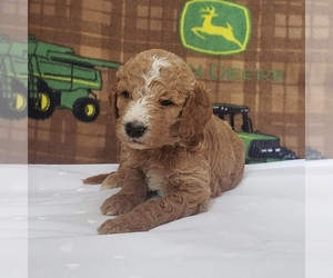 Poodle (Standard) Puppy for sale in CLARE, MI, USA