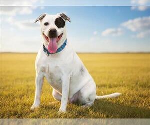 CLOVER - Male American Staffordshire Terrier-Unknown Mix Dog for Adoption - Photo #2