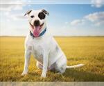 Small #1 American Staffordshire Terrier Mix
