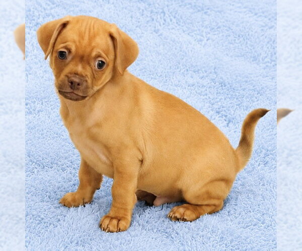 Medium Photo #1 Chug Puppy For Sale in Spring Lake, NC, USA
