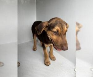 Doberman Pinscher-Unknown Mix Dogs for adoption in Houston, TX, USA