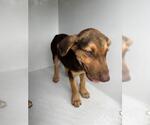 Small Doberman Pinscher Mix