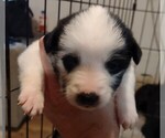 Puppy Picasso Australian Shepherd