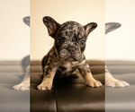 Small #3 French Bulldog