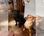 Small Photo #16 Labrador Retriever-Unknown Mix Puppy For Sale in New York, NY, USA