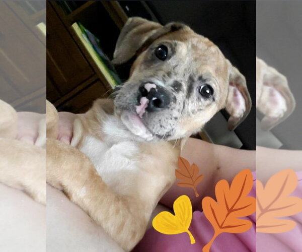 Medium Photo #2 American Pit Bull Terrier-Unknown Mix Puppy For Sale in Chester, VA, USA