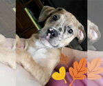 Small #1 American Pit Bull Terrier Mix