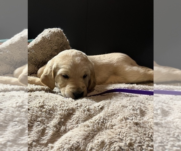 Medium Photo #4 Labradoodle Puppy For Sale in COBB, WI, USA