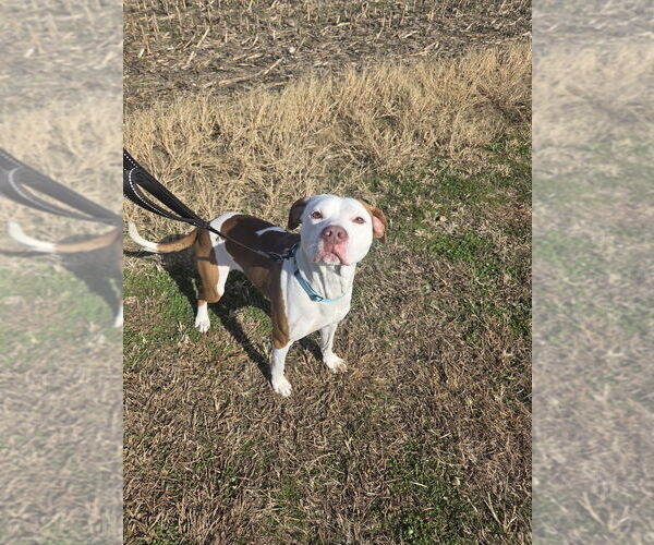 Medium Photo #2 Mutt Puppy For Sale in Evansville, IN, USA