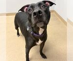 ATHENA - Female Mutt Dog for Adoption - Small photo