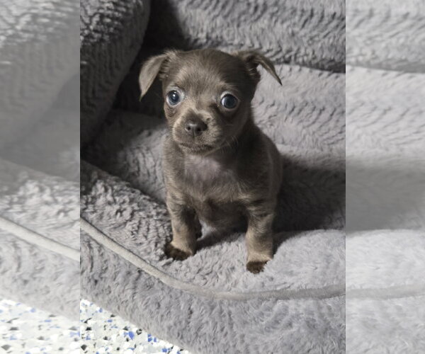Medium Photo #2 Mutt Puppy For Sale in Spring, TX, USA
