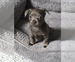 Small #1 Mutt