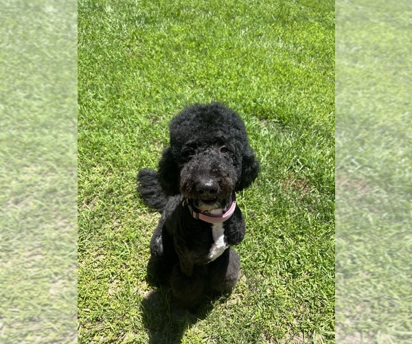 Medium Photo #1 Poodle (Standard) Puppy For Sale in LUFKIN, TX, USA