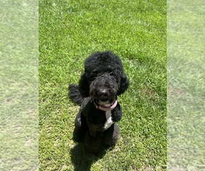Mother of the Poodle (Standard) puppies born on 04/12/2025
