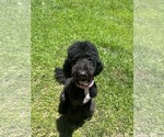 Small Photo #1 Poodle (Standard) Puppy For Sale in LUFKIN, TX, USA