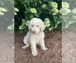 Puppy Puppy 4 Labradoodle