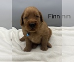Small #7 Golden Retriever