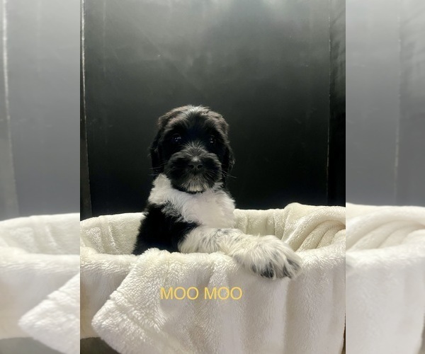 Medium Photo #1 Labradoodle Puppy For Sale in SAN ANTONIO, TX, USA