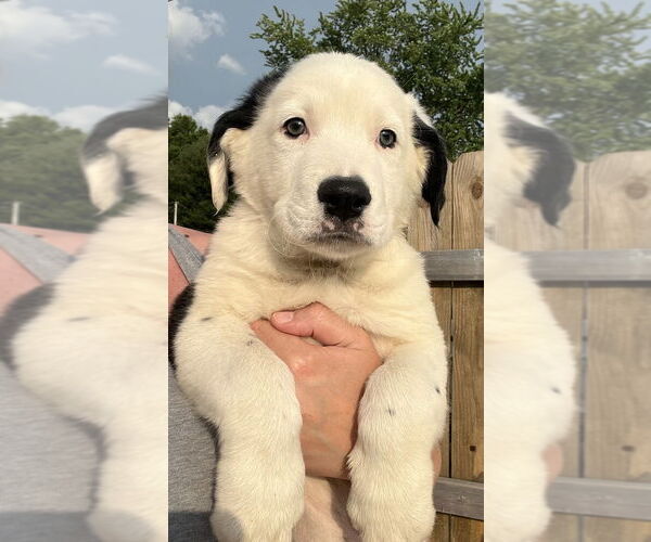 Medium Photo #1 Australian Shepherd-Great Pyrenees Mix Puppy For Sale in Aurora, IN, USA