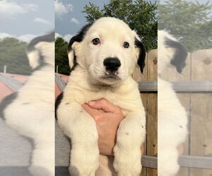 Australian Shepherd-Great Pyrenees Mix Dogs for adoption in Aurora, IN, USA