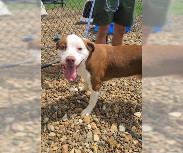 Medium Photo #4 American Bulldog-Unknown Mix Puppy For Sale in Oskaloosa, IA, USA