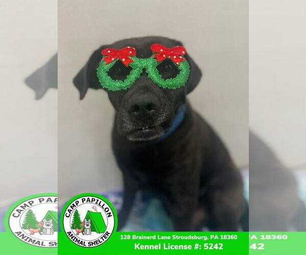 Medium Photo #5 Mutt Puppy For Sale in Stroudsburg, PA, USA