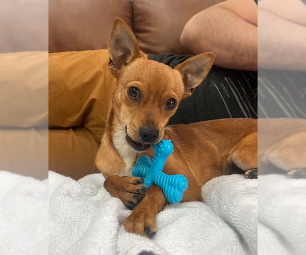 Medium Photo #9 Chihuahua Puppy For Sale in Lakewood, CO, USA