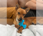 Small #8 Chihuahua