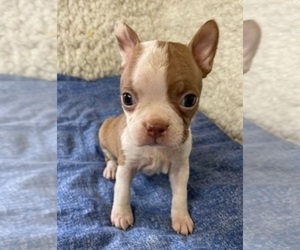 Boston Terrier Puppy for sale in CRKD RVR RNCH, OR, USA