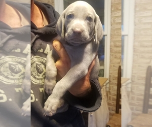 Weimaraner Puppy for sale in GLEN ROCK, PA, USA
