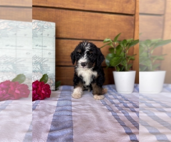 Medium Photo #6 Bernedoodle (Miniature) Puppy For Sale in ALEXANDRIA, IN, USA