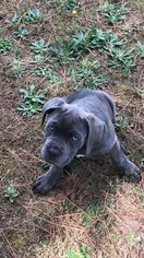 Cane Corso Puppy for sale in MCDONOUGH, GA, USA