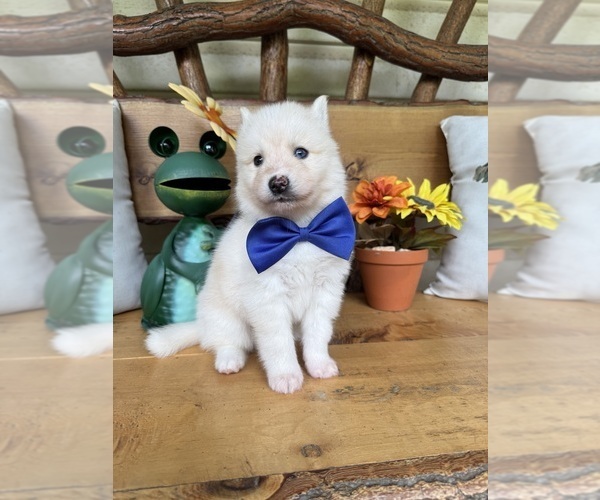 Medium Photo #23 Pomsky Puppy For Sale in VENUS, PA, USA