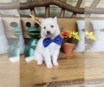 Small Photo #23 Pomsky Puppy For Sale in VENUS, PA, USA
