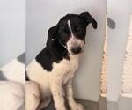 Small Great Pyrenees Mix