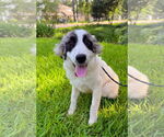 Small #1 Great Pyrenees
