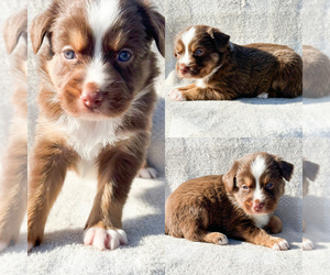 Miniature Australian Shepherd Puppy for sale in BROOKER, FL, USA