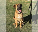 Small #4 Mastiff Mix
