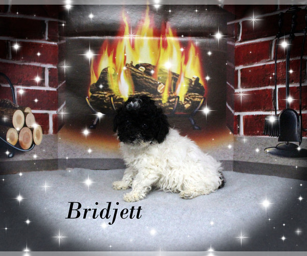 Medium Photo #22 Poodle (Toy) Puppy For Sale in CHANUTE, KS, USA