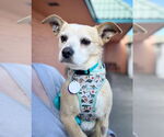 Small #2 Chihuahua