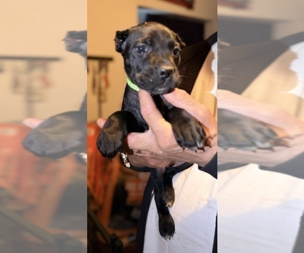 Medium Photo #28 Cane Corso Puppy For Sale in ANDERSON, IN, USA