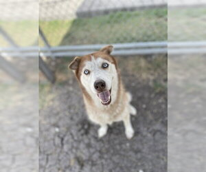 Siberian Husky Dogs for adoption in Corpus Christi, TX, USA