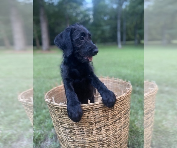 Medium Photo #1 Labradoodle Puppy For Sale in CARROLLTON, GA, USA