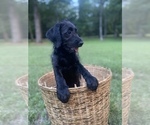Small Photo #1 Labradoodle Puppy For Sale in CARROLLTON, GA, USA