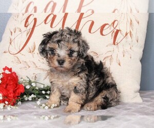 Poodle (Miniature) Puppy for sale in FREDERICKSBURG, OH, USA