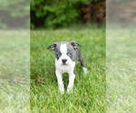 Small #2 Boston Terrier