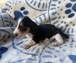 Small Dachshund