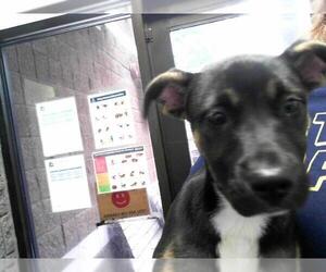 Plott Hound-Unknown Mix Dogs for adoption in Tulsa, OK, USA
